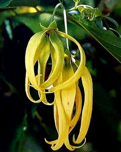 ylang
