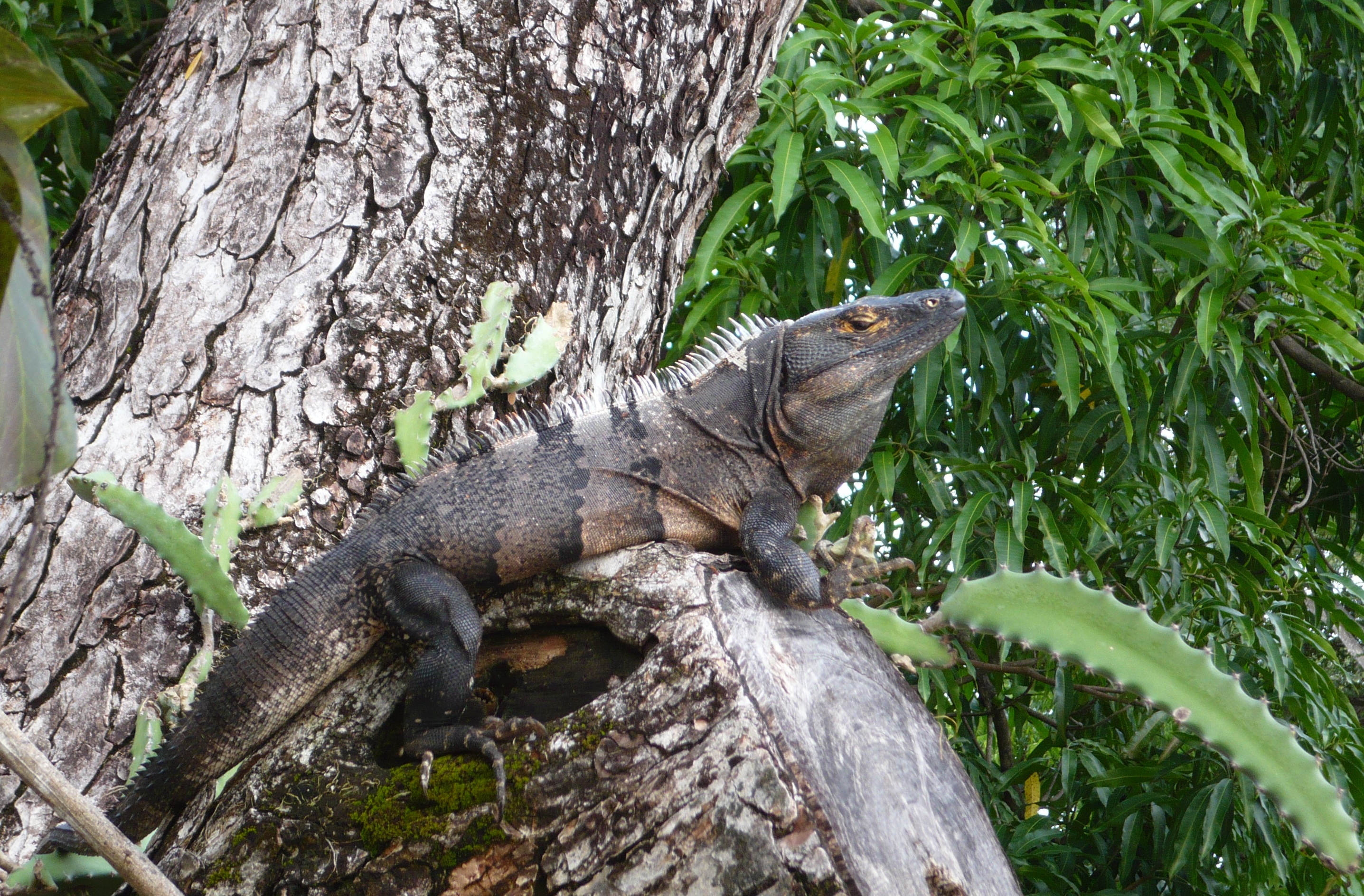 iguana tree – Michael Nassar